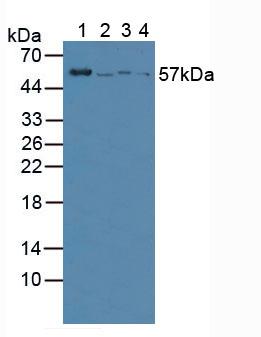 Polyclonal Antibody to Vanin 1 (VNN1)