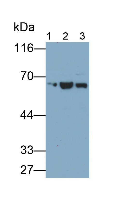 Polyclonal Antibody to Vanin 1 (VNN1)