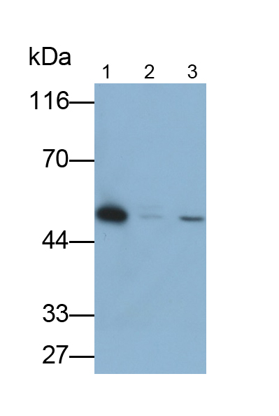 Polyclonal Antibody to Vaccinia Related Kinase 1 (VRK1)