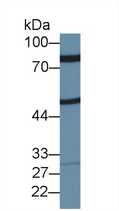 Polyclonal Antibody to Zona Pellucida Glycoprotein 2, Sperm Receptor (ZP2)