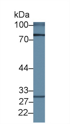 Polyclonal Antibody to Zona Pellucida Glycoprotein 2, Sperm Receptor (ZP2)