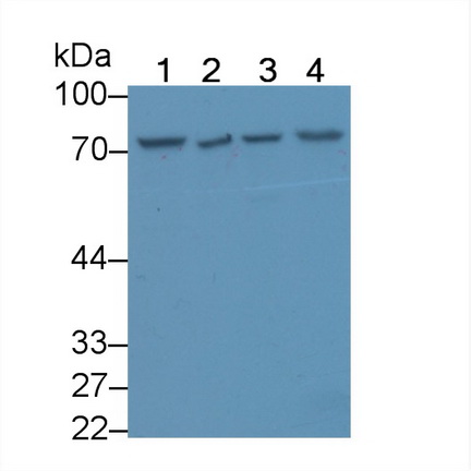 Polyclonal Antibody to Zuotin Related Factor 1 (ZRF1)