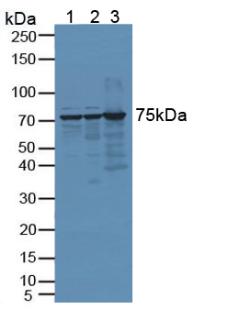 Polyclonal Antibody to Zuotin Related Factor 1 (ZRF1)