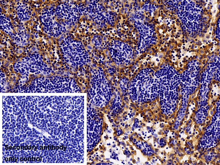 Polyclonal Antibody to Macrophage Receptor With Collagenous Structure (MARCO)