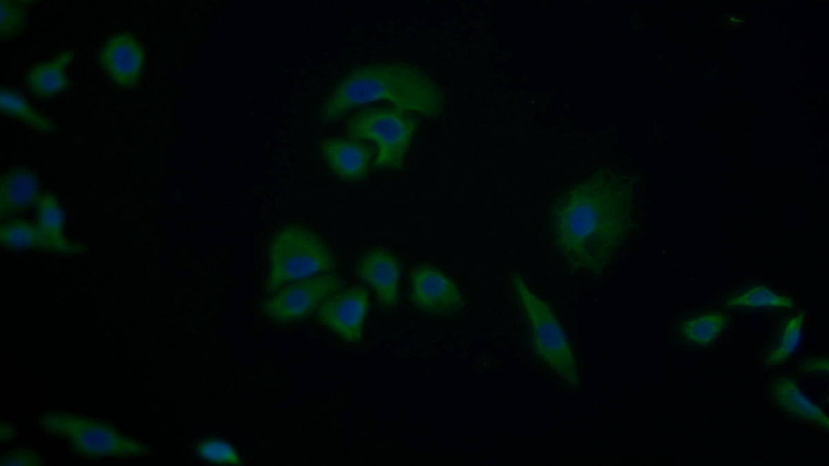 Polyclonal Antibody to Induced Myeloid Leukemia Cell Differentiation Protein Mcl-1 (MCL1)