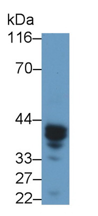 Polyclonal Antibody to Induced Myeloid Leukemia Cell Differentiation Protein Mcl-1 (MCL1)