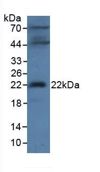 Polyclonal Antibody to Microfibrillar Associated Protein 2 (MFAP2)