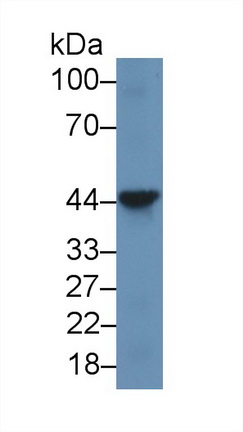 Polyclonal Antibody to Mitofusin 1 (MFN1)