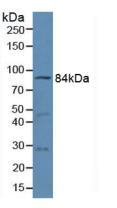 Polyclonal Antibody to Mitofusin 1 (MFN1)