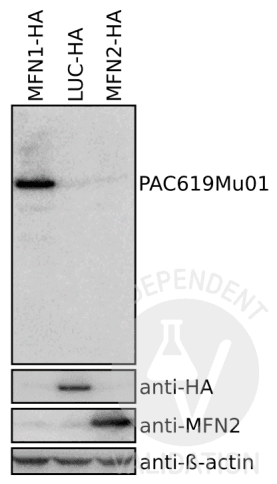 Polyclonal Antibody to Mitofusin 1 (MFN1)