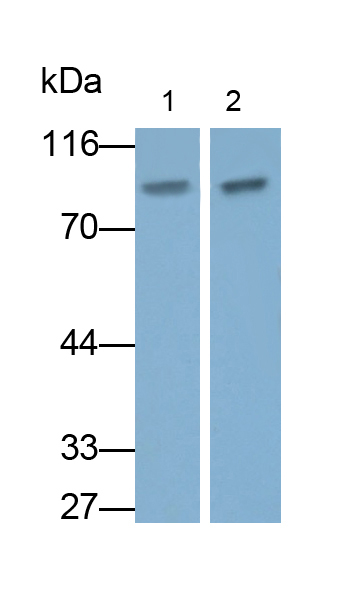 Polyclonal Antibody to Mitofusin 1 (MFN1)