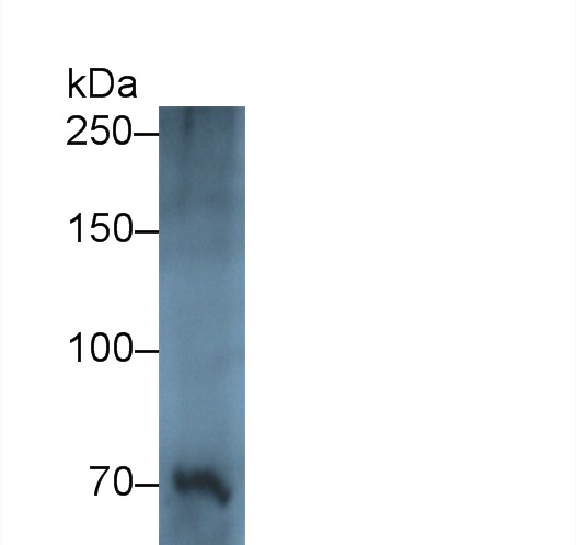 Polyclonal Antibody to Multimerin 1 (MMRN1)