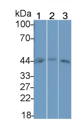 Polyclonal Antibody to Molybdenum Cofactor Synthesis 1 (MOCS1)