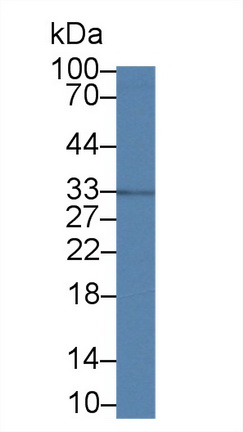 Polyclonal Antibody to 3-Mercaptopyruvate Sulfurtransferase (MST)