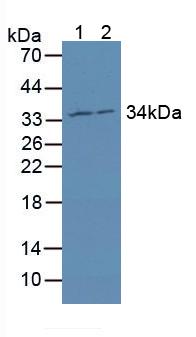 Polyclonal Antibody to Mitochondrial Ribosomal Protein L1 (MRPL1)