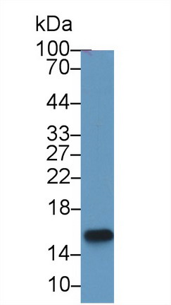 Polyclonal Antibody to Microseminoprotein Beta (MSMb)