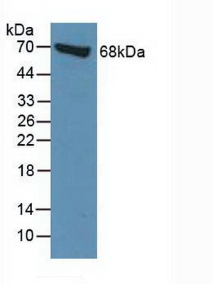 Polyclonal Antibody to Moesin (MSN)