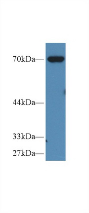 Polyclonal Antibody to Moesin (MSN)