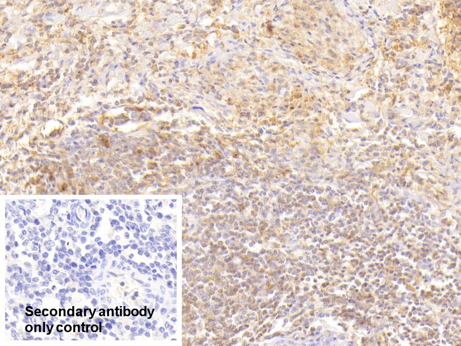 Polyclonal Antibody to Moesin (MSN)