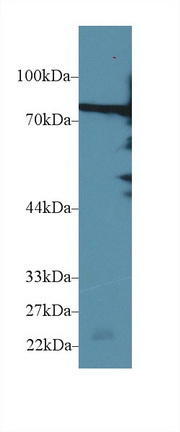 Polyclonal Antibody to Moesin (MSN)