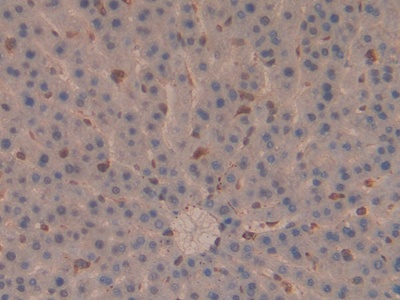 Polyclonal Antibody to Moesin (MSN)