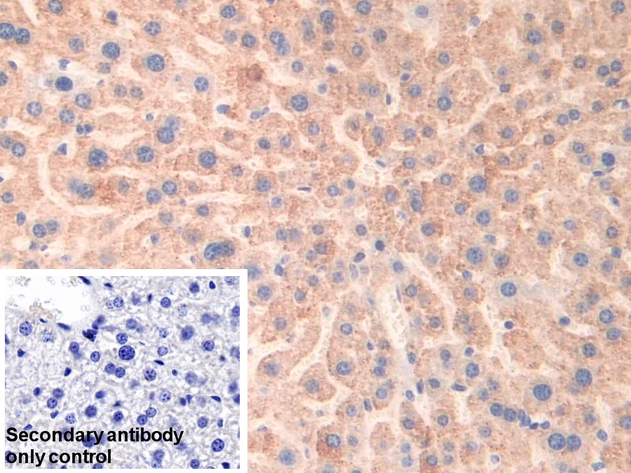 Polyclonal Antibody to Monoamine Oxidase B (MAOB)