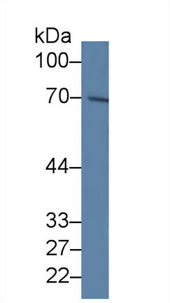 Polyclonal Antibody to Myocyte Specific Enhancer Factor 2A (MEF2A)