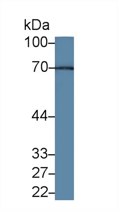 Polyclonal Antibody to Myocyte Specific Enhancer Factor 2A (MEF2A)