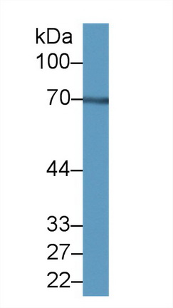 Polyclonal Antibody to Neurochondrin (NCDN)