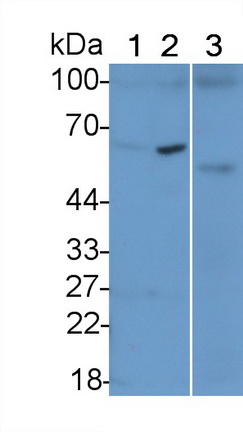 Polyclonal Antibody to Nuclear Factor I/A (NFIA)