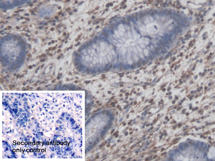 Polyclonal Antibody to Nuclear Factor I/A (NFIA)