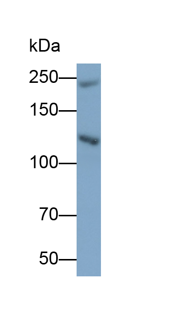 Polyclonal Antibody to Ninein (NIN)