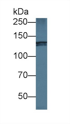 Polyclonal Antibody to Ninein (NIN)