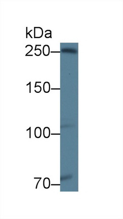 Polyclonal Antibody to Ninein (NIN)