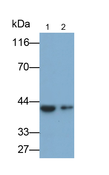 Polyclonal Antibody to Insulin Like Growth Factor Binding Protein 5 (IGFBP5)