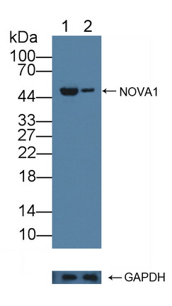 Polyclonal Antibody to Neuro Oncological Ventral Antigen 1 (NOVA1)