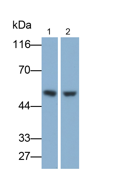 Polyclonal Antibody to Neuro Oncological Ventral Antigen 1 (NOVA1)