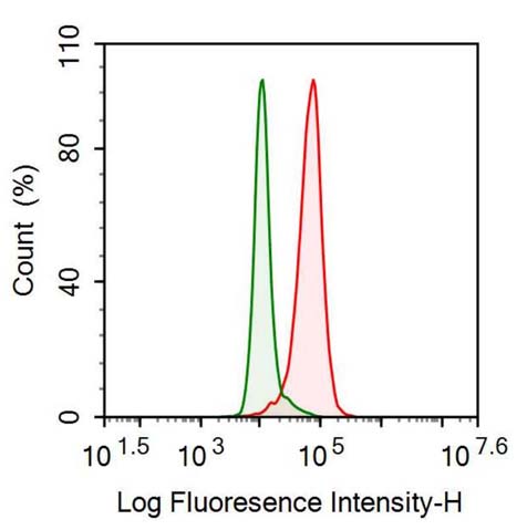 Polyclonal Antibody to Nucleophosmin 1 (NPM1)