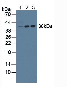 Polyclonal Antibody to Nucleophosmin 1 (NPM1)