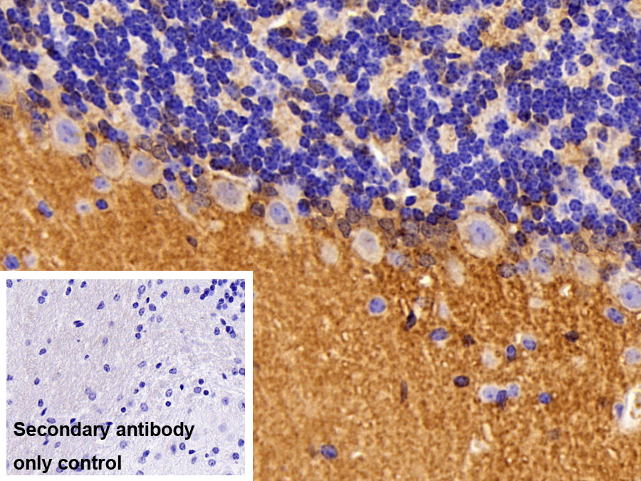 Polyclonal Antibody to Neuroplastin (NPTN)