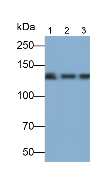 Polyclonal Antibody to Neuronal Cell Adhesion Molecule (NRCAM)