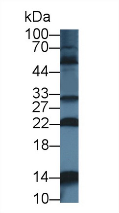 Polyclonal Antibody to Nuclear Transport Factor 2 (NUTF2)