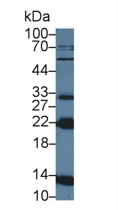 Polyclonal Antibody to Nuclear Transport Factor 2 (NUTF2)