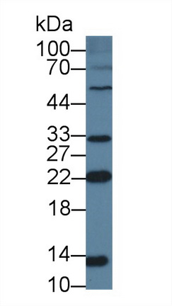 Polyclonal Antibody to Nuclear Transport Factor 2 (NUTF2)