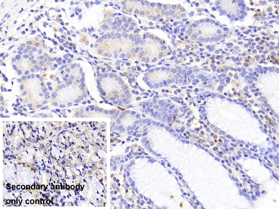 Polyclonal Antibody to Nuclear Transport Factor 2 (NUTF2)