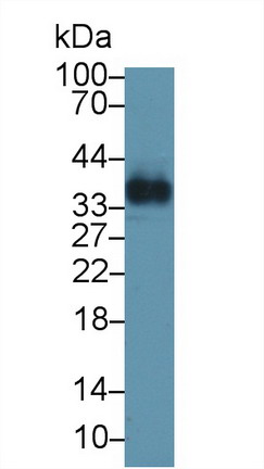 Polyclonal Antibody to Osteoglycin (OGN)