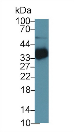 Polyclonal Antibody to Osteoglycin (OGN)