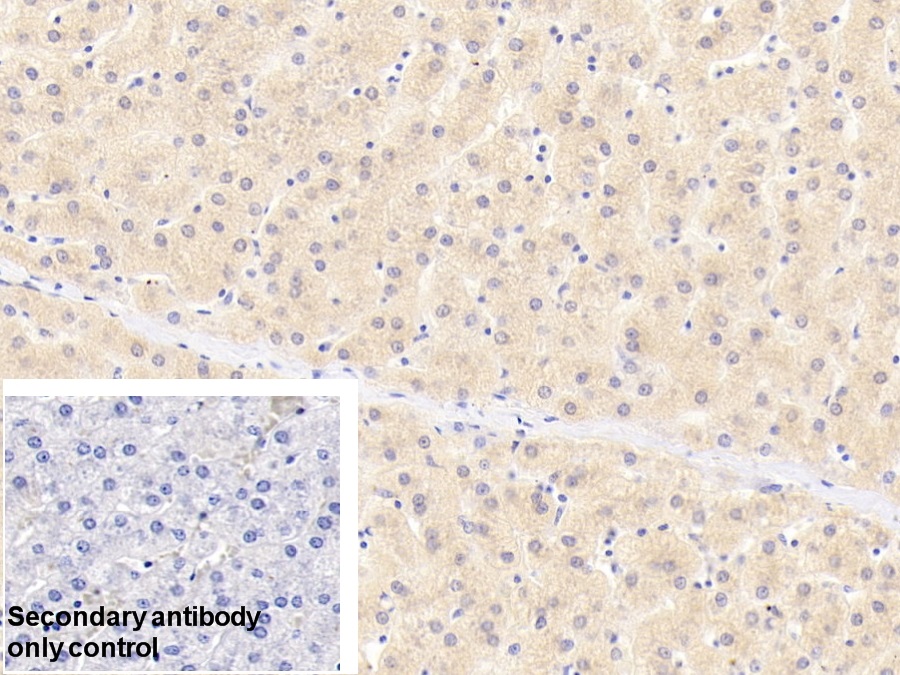 Polyclonal Antibody to Osteoglycin (OGN)