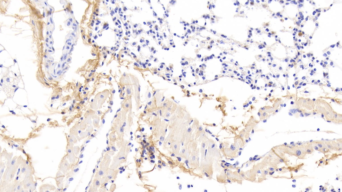 Polyclonal Antibody to Osteoglycin (OGN)