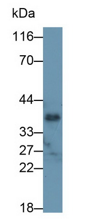 Polyclonal Antibody to Osteoglycin (OGN)